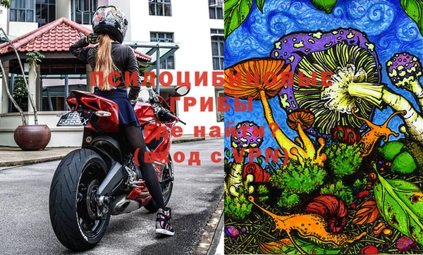 гашик Алексин